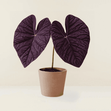 Alocasia Black Velvet