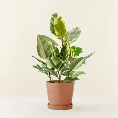 Ficus Elastica