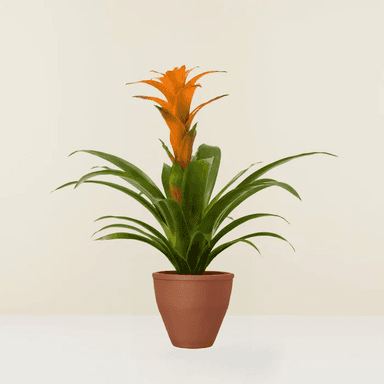 Guzmania Bromeliad