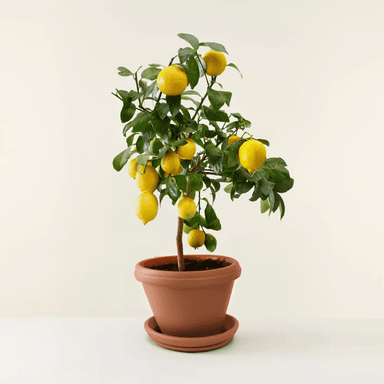 Lemon Tree