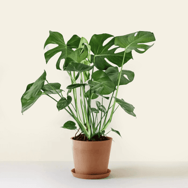 Monstera Deliciosa