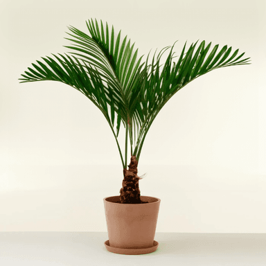 Sago Palm