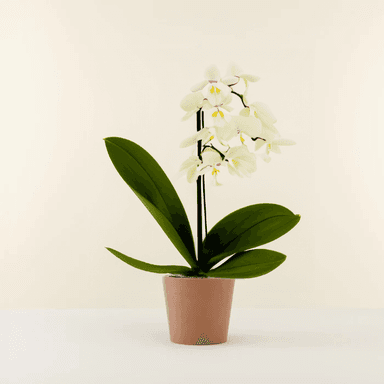 White Orchid